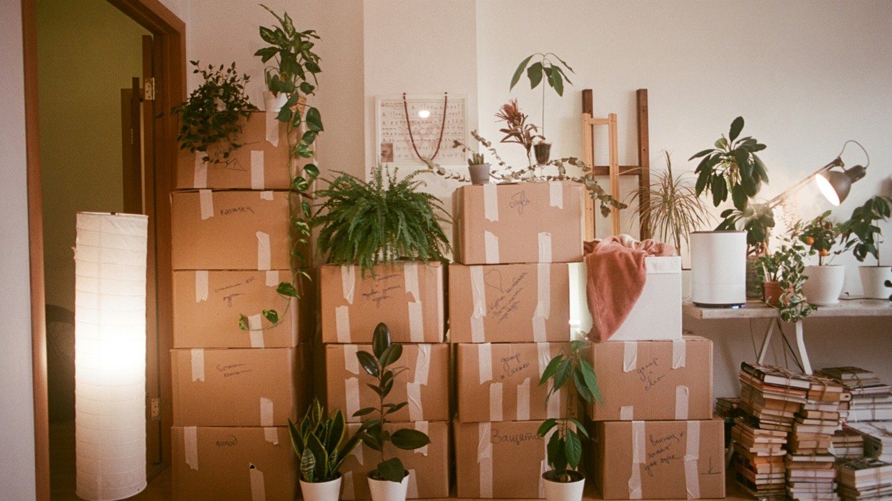 Moving boxes and houseplants stacked in a room